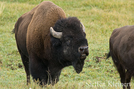 024 Amerikanischer Bison - Buffalo
